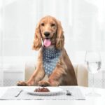 English Coocer Spaniel